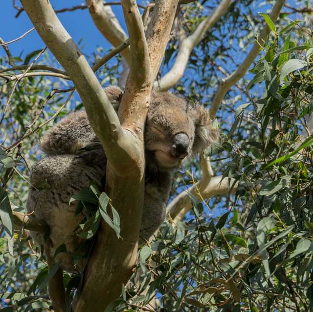 Koala